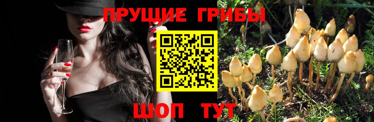 Галлюциногенные грибы прущие грибы Нальчик